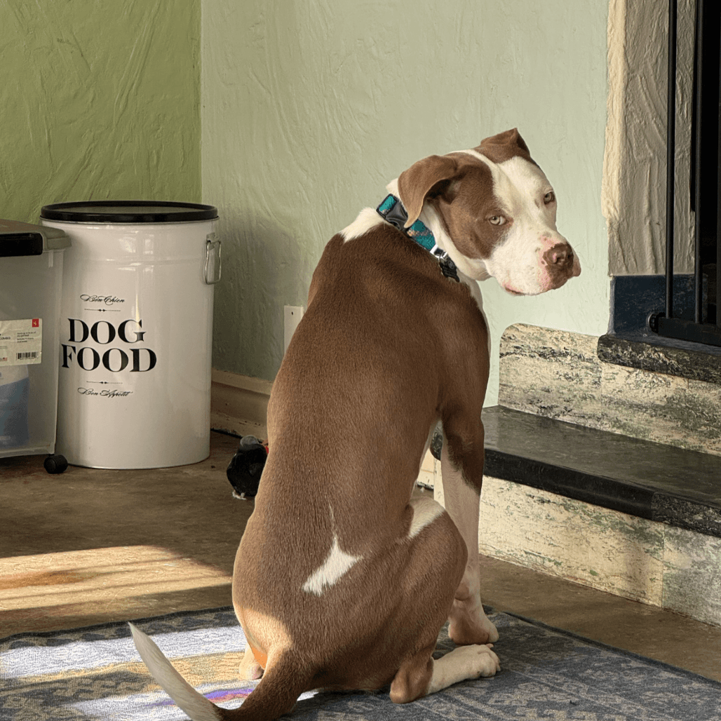 Ms. River, Terrier, Pit Bull
