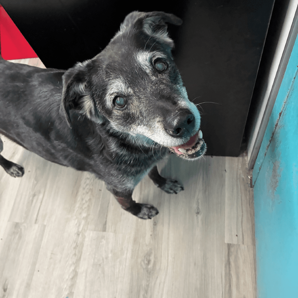 cosmo davis, Retriever, Black Labrador