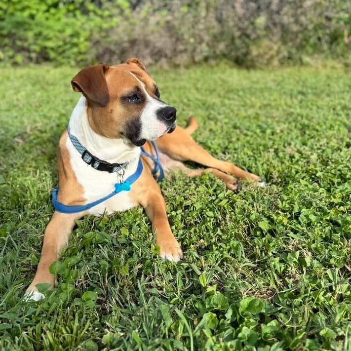 Rainier, Boxer