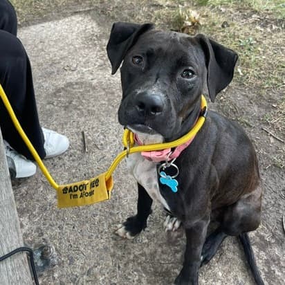 Zoe, Terrier, Pit Bull