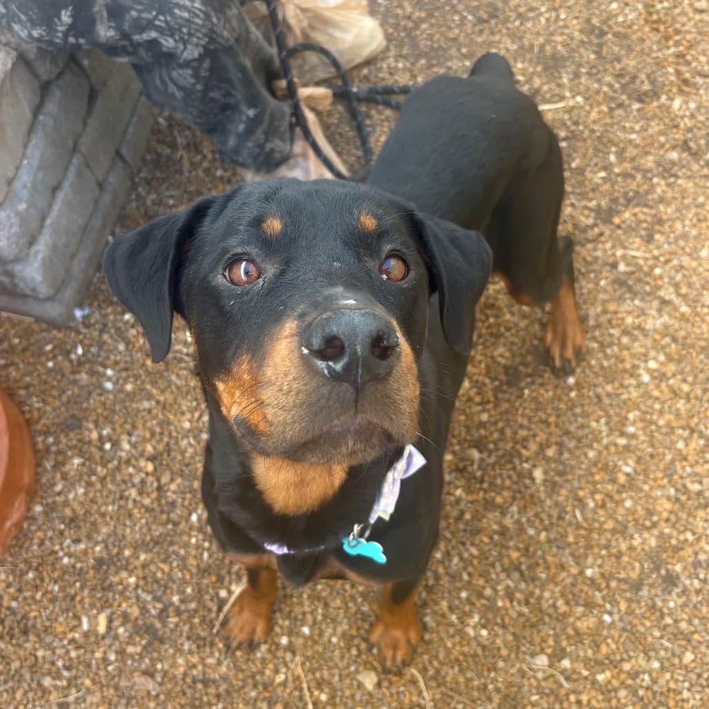 Watson Gal / Alexandria, Rottweiler