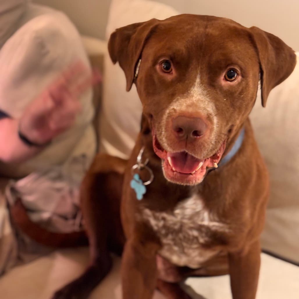 Cardinal, Terrier, Pit Bull