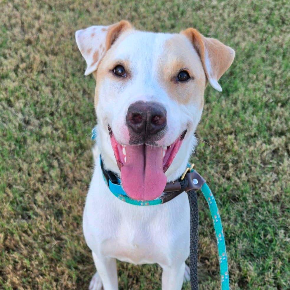 Peanut/TANK, Mixed Breed (Medium)