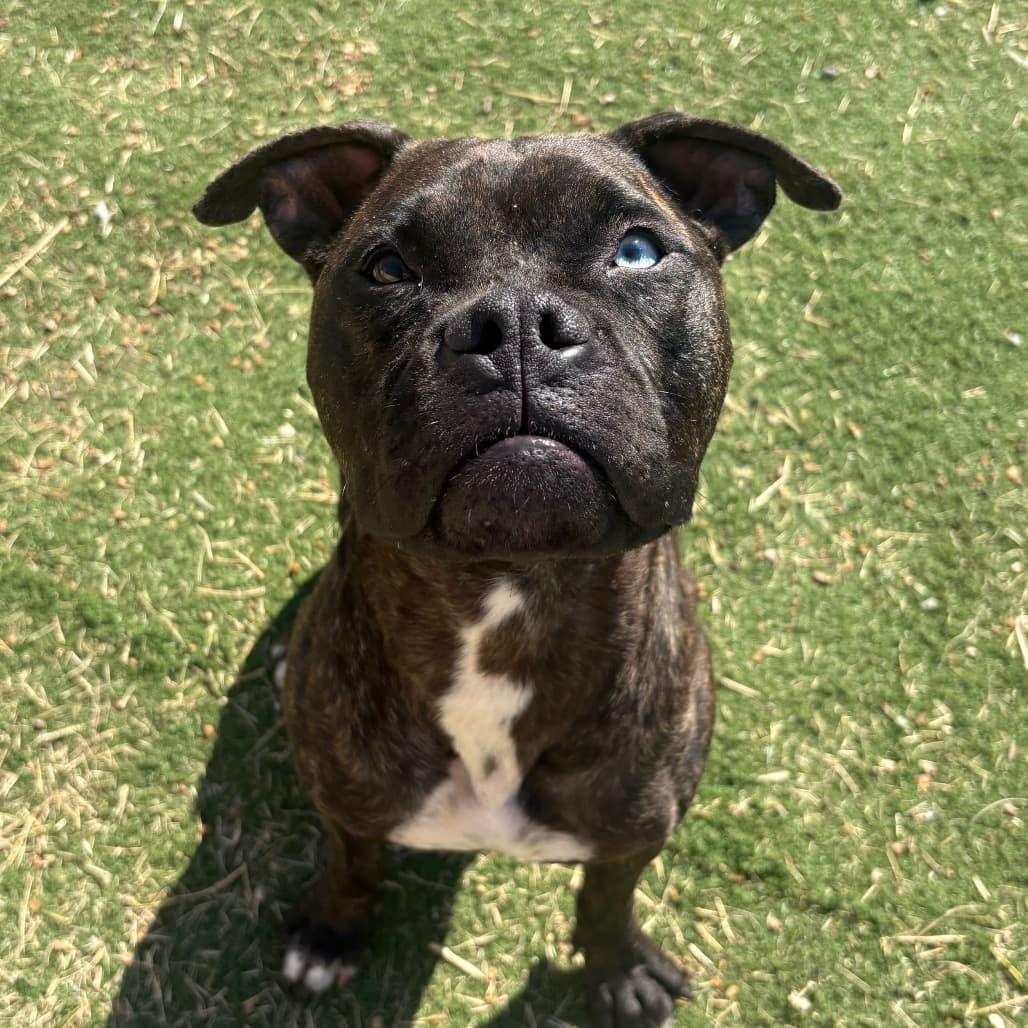 Cattiva, Boxer