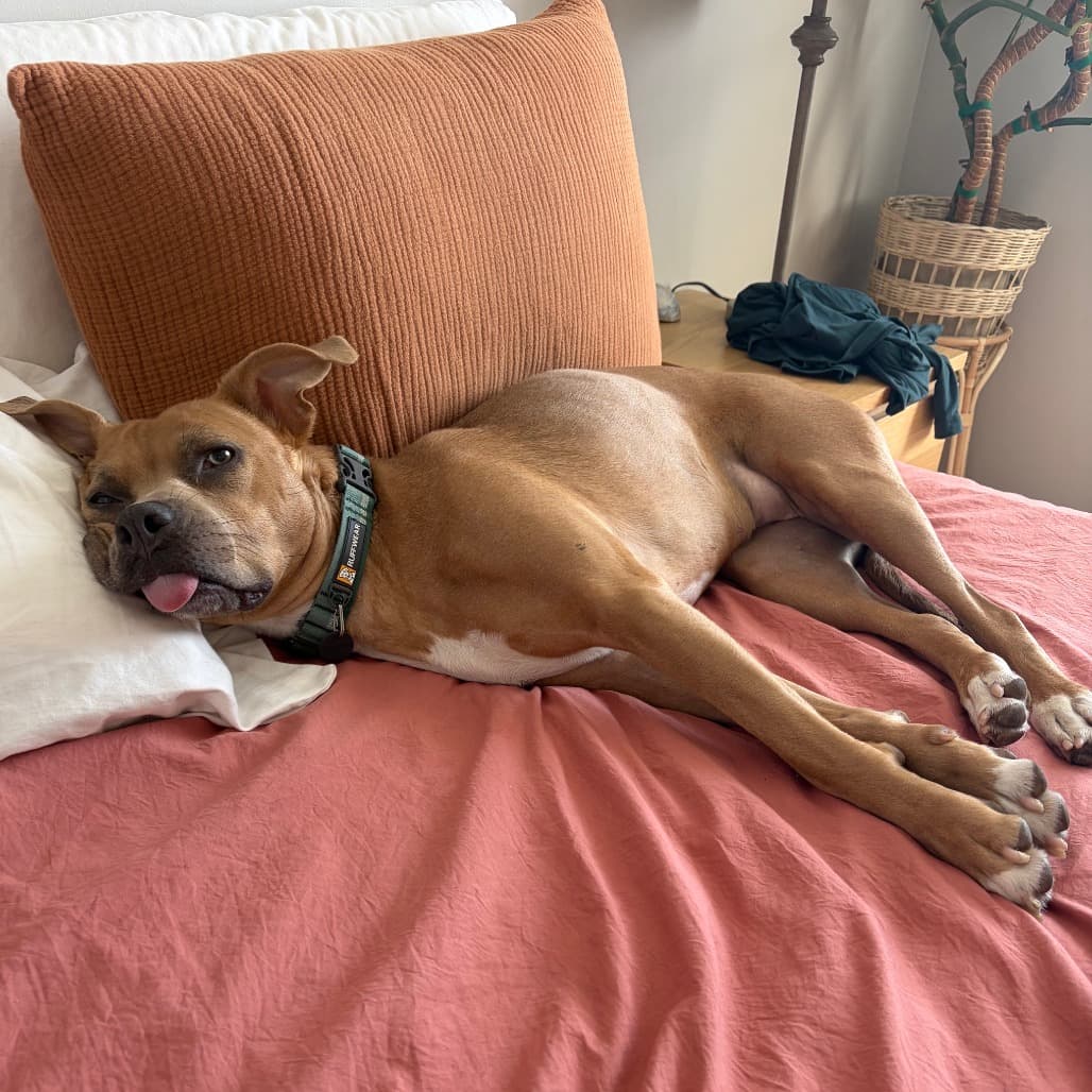Keeya, Terrier