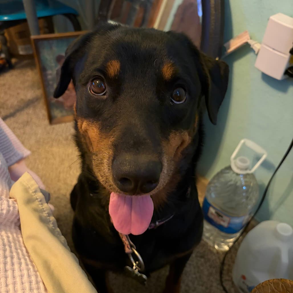 Ryn, Rottweiler
