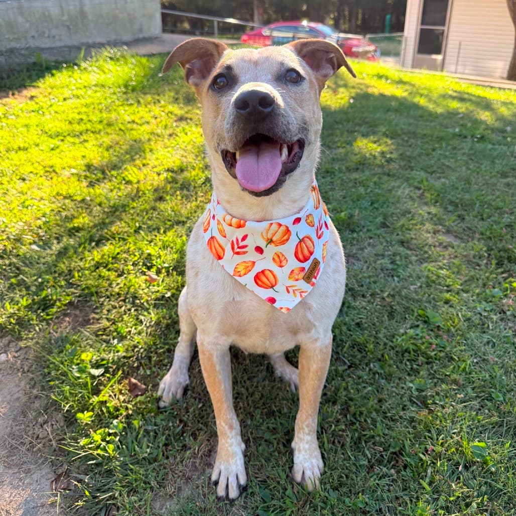 Goldie , Cattle Dog